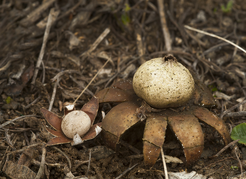 Geastrum floriforme